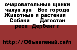 очаровательные щенки чихуа-хуа - Все города Животные и растения » Собаки   . Дагестан респ.,Дербент г.